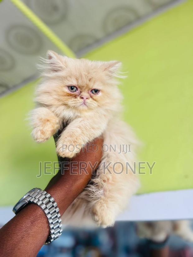 1-3 months Male Purebred Persian · Photo 1