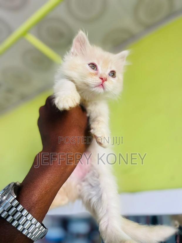 1-3 months Male Purebred Persian · Photo 1