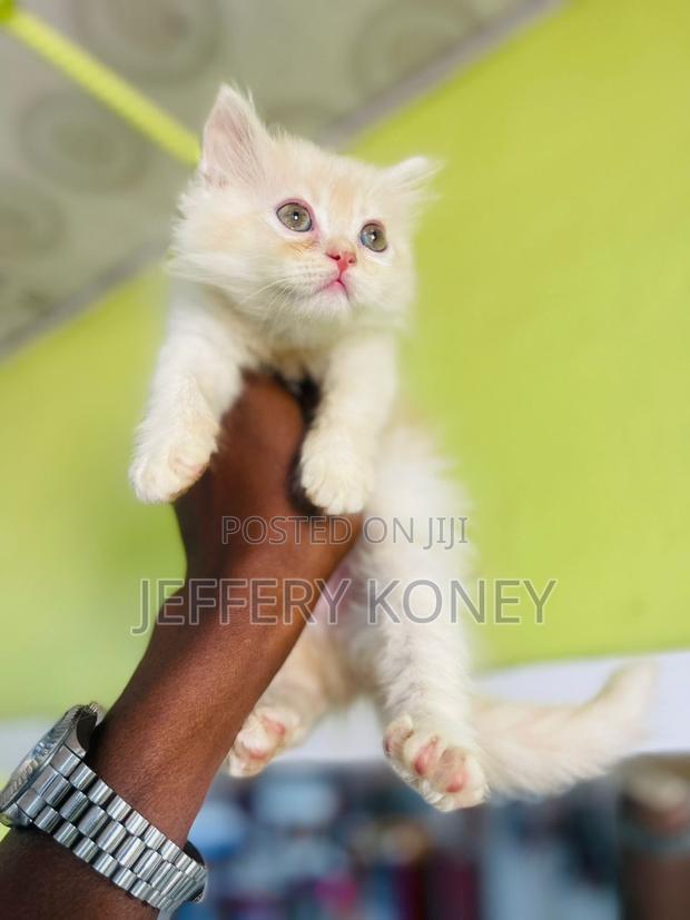 1-3 months Male Purebred Persian · Photo 2