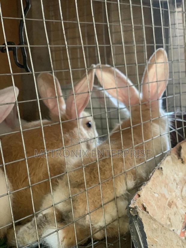 Meat Rabbits · Photo 3