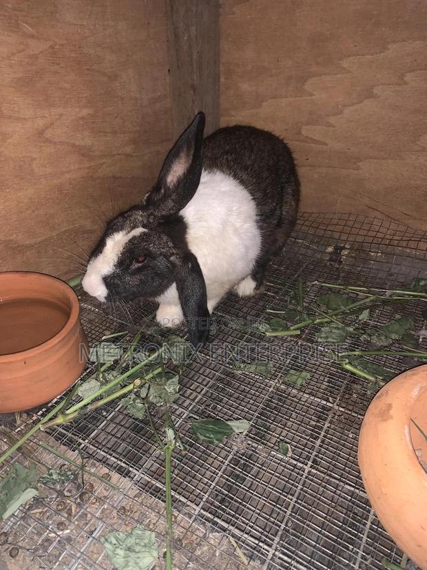Meat Rabbits · Photo 2