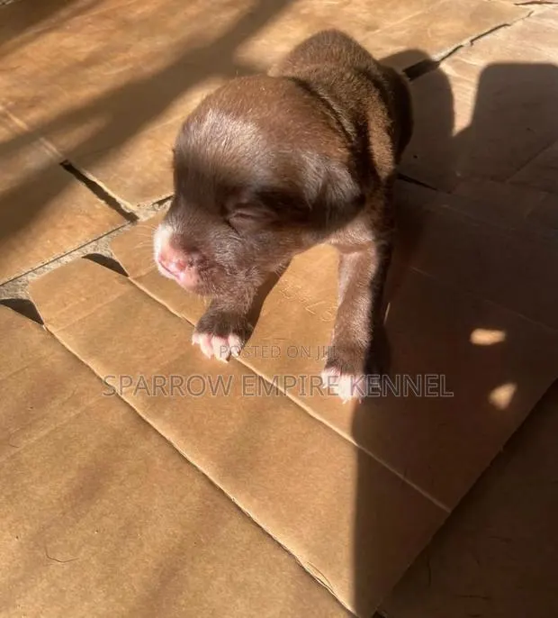 1-3 months Female Purebred Labrador Retriever · Photo 1