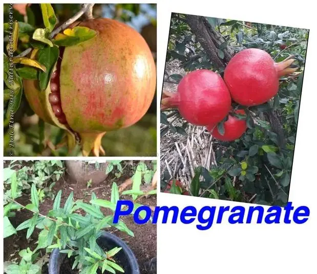 Pomegranate Seedlings · Photo 1