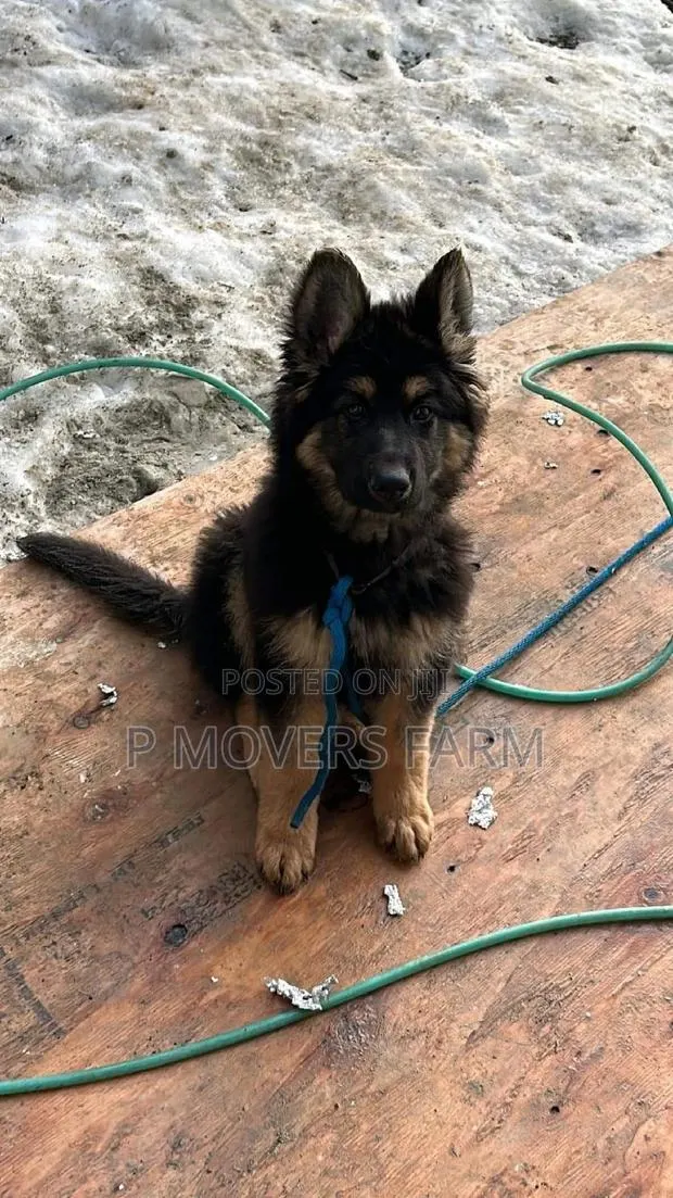1-3 months Male Purebred German Shepherd · Photo 1