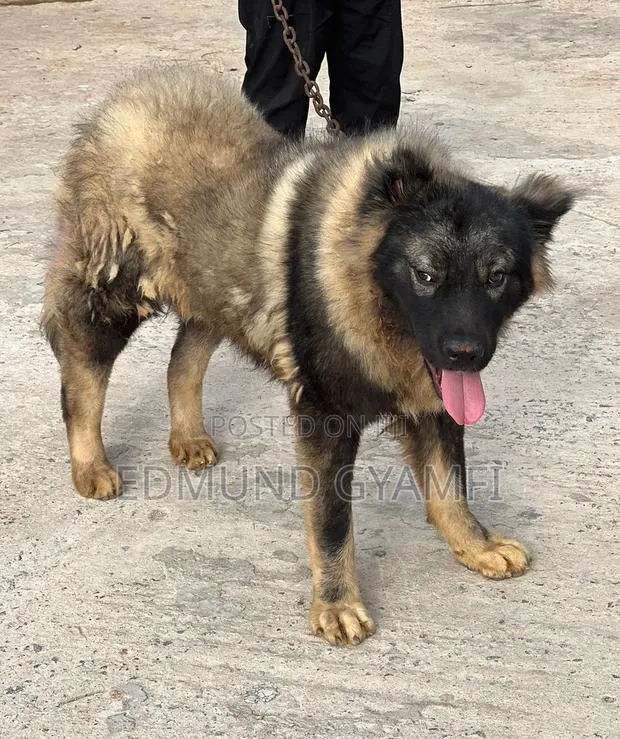 6-12 months Male Purebred Caucasian Shepherd · Photo 1