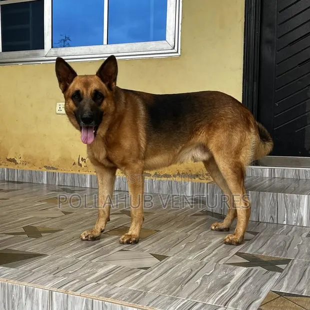 German Shepherd Stud / Crossing Services · Photo 1