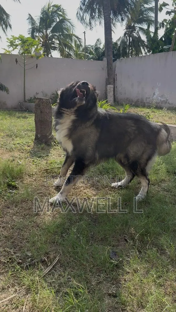 1+ year Male Purebred Caucasian Shepherd · Photo 1