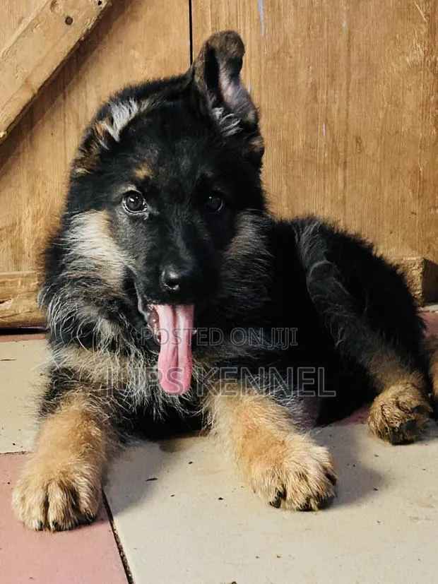 1-3 months Male Purebred German Shepherd · Photo 1