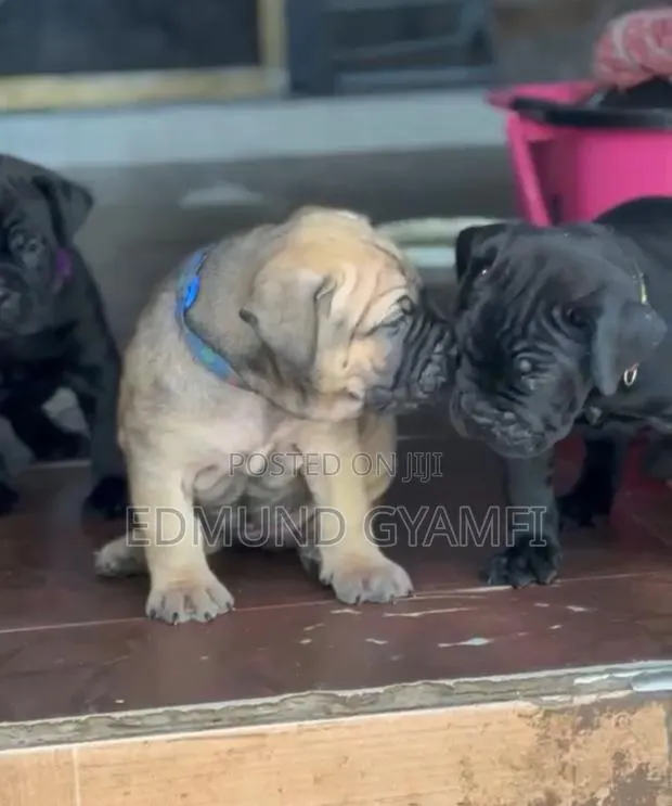 1-3 months Female Purebred Boerboel · Photo 1