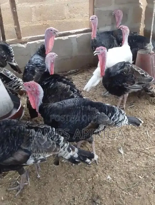 Male Hybrid Turkeys for Sale · Photo 1