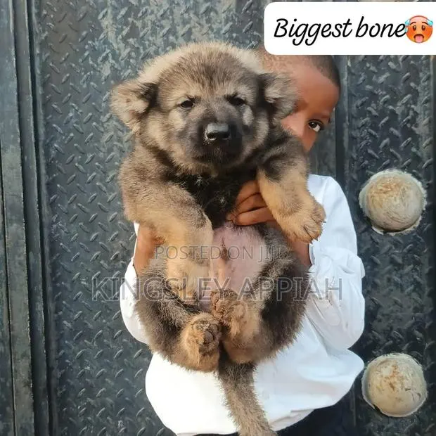 1-3 months Male Purebred Caucasian Shepherd · Photo 1