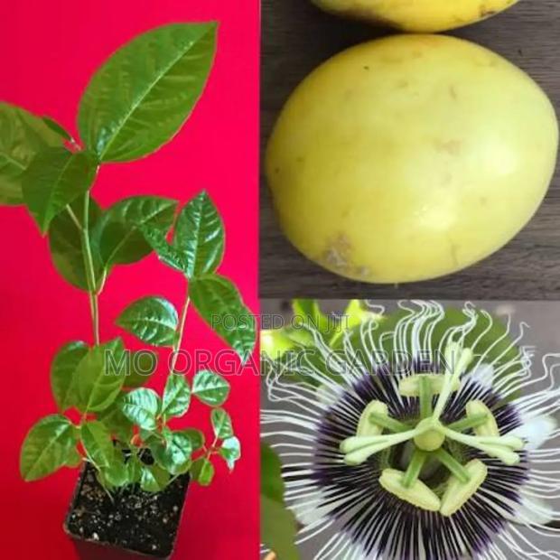 Yellow Giant Panama Passion Fruit Seedlings · Photo 1