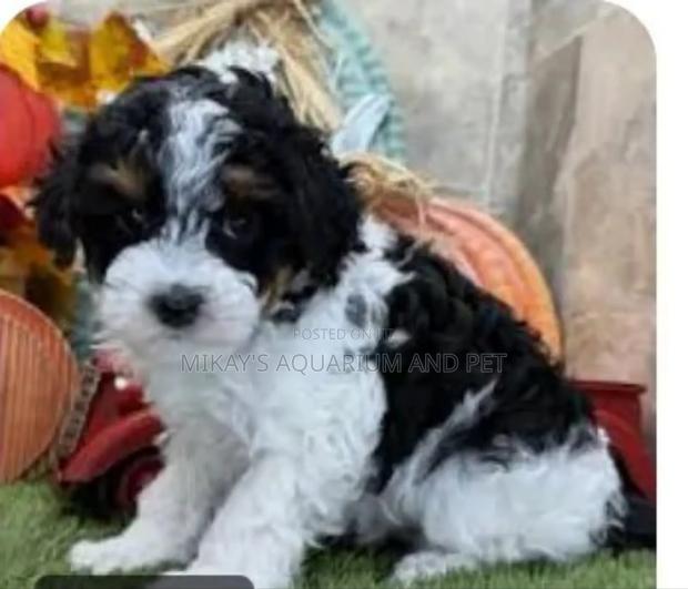 1-3 months Male Purebred Poodle · Photo 3