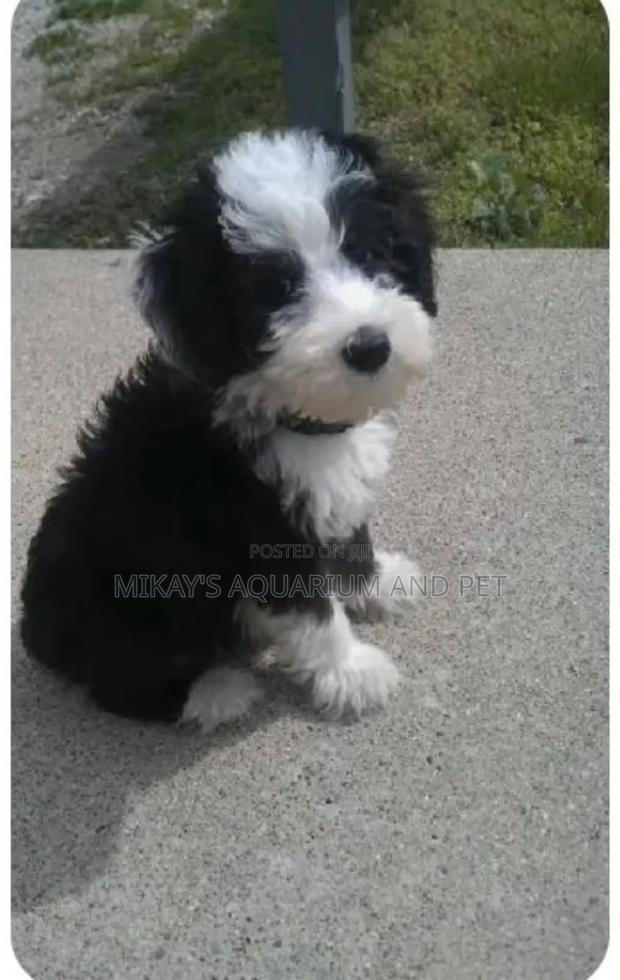 1-3 months Male Purebred Poodle · Photo 2
