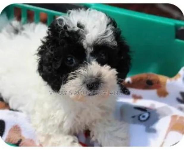 1-3 months Male Purebred Poodle · Photo 1