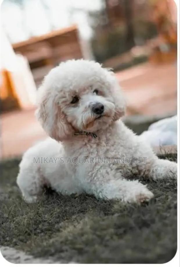 1-3 months Female Purebred Poodle · Photo 2