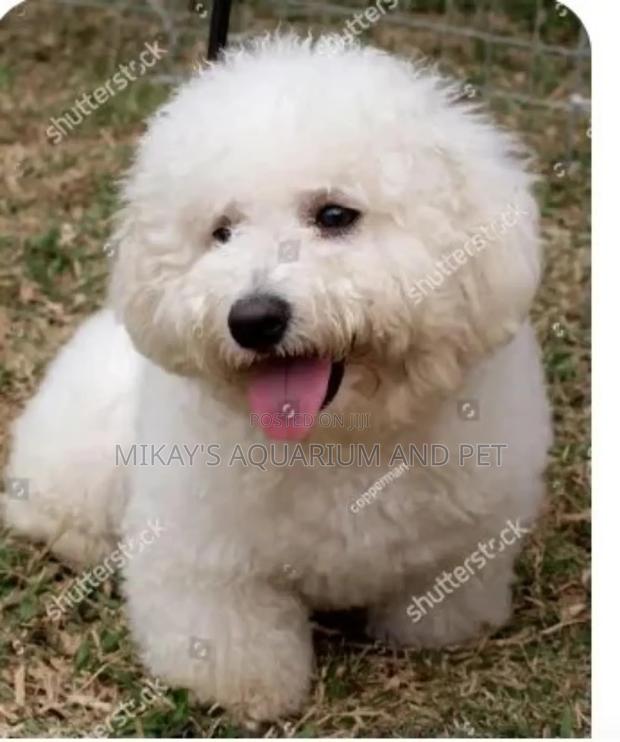 1-3 months Female Purebred Poodle · Photo 1