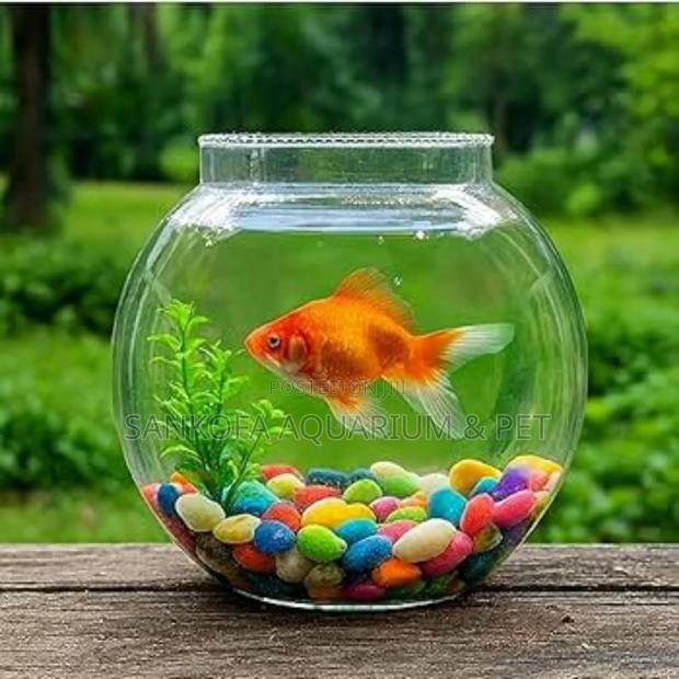 Packaging Glass Bowl With Accessories 1 Fish · Photo 1