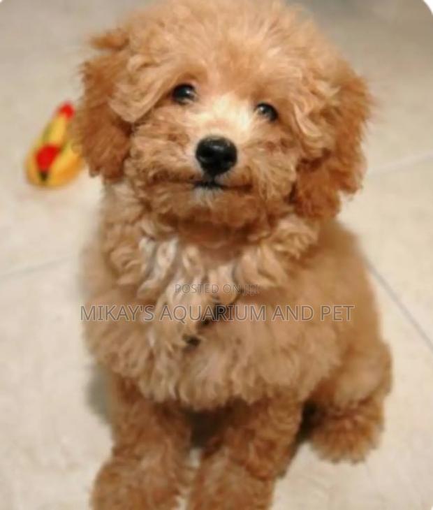 1-3 months Female Purebred Poodle · Photo 1