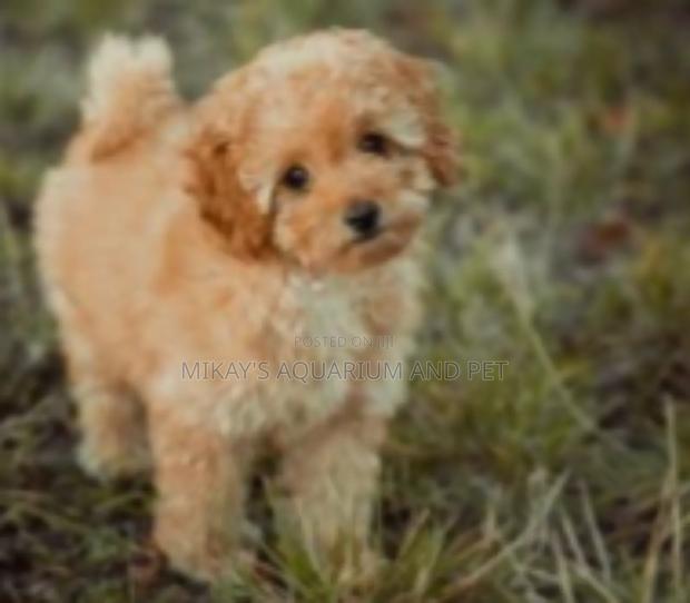 1-3 months Female Purebred Poodle · Photo 2