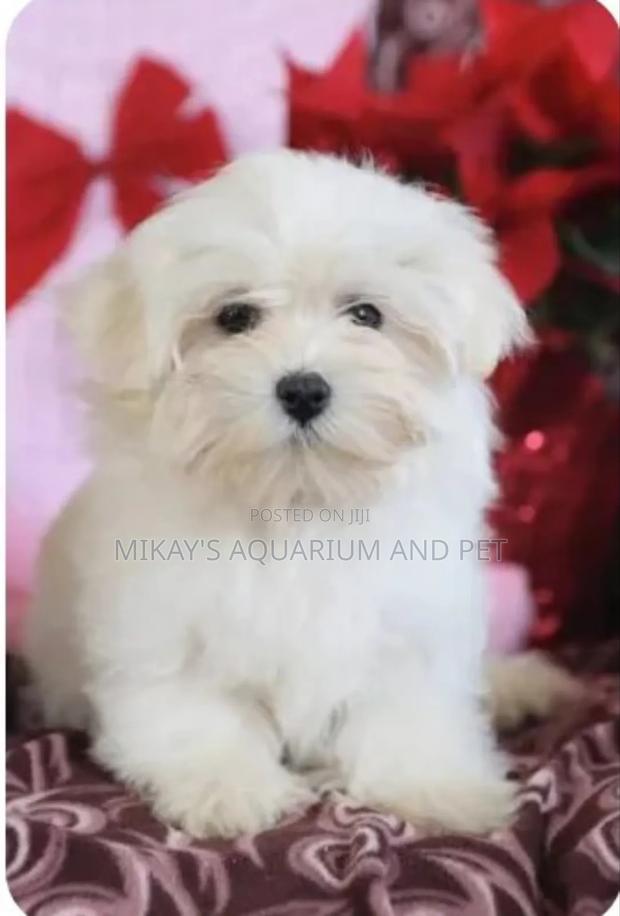 1-3 months Female Purebred Poodle · Photo 1