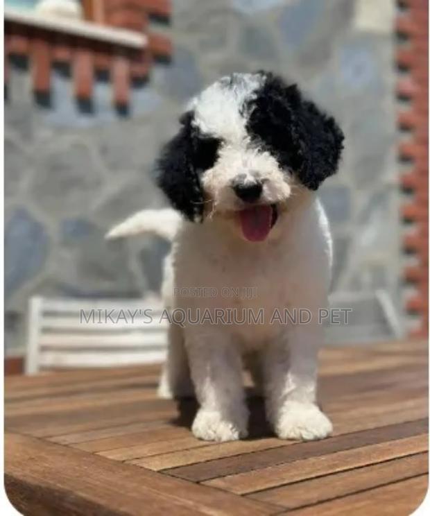 1-3 months Female Purebred Poodle · Photo 2