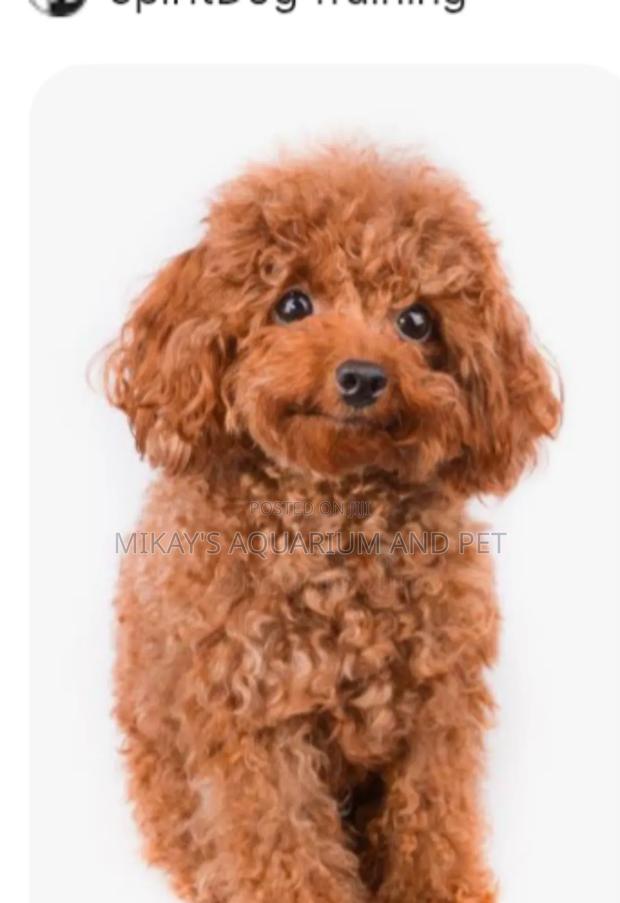 1-3 months Female Purebred Maltese · Photo 1