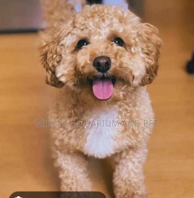1-3 months Female Purebred Maltese · Photo 2