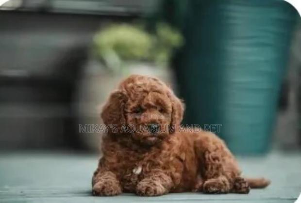 1-3 months Male Mixed Breed Maltese · Photo 2