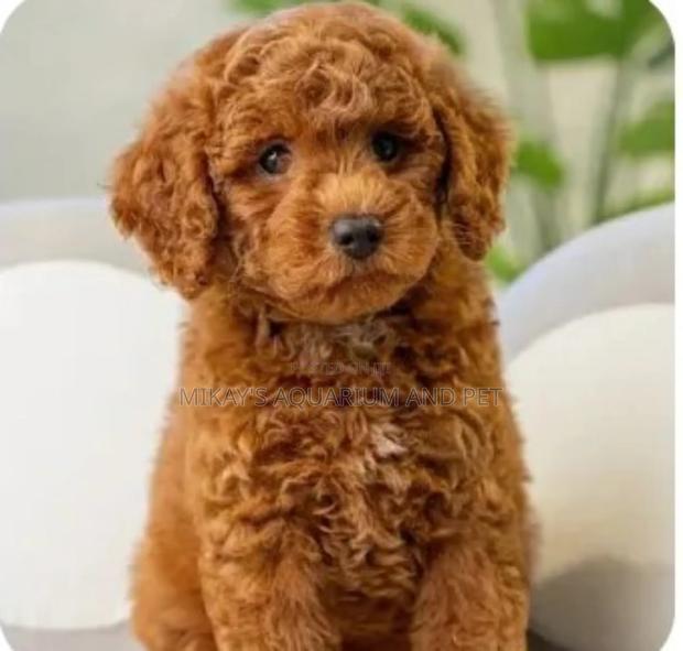 1-3 months Male Mixed Breed Maltese · Photo 1