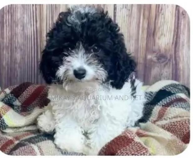 1-3 months Male Mixed Breed Poodle · Photo 1