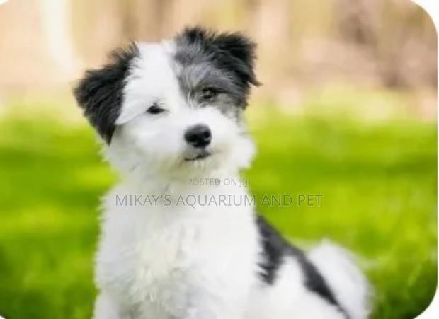 1-3 months Male Mixed Breed Poodle · Photo 2