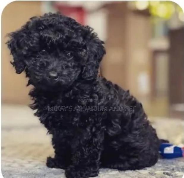 1-3 months Male Mixed Breed Poodle · Photo 3