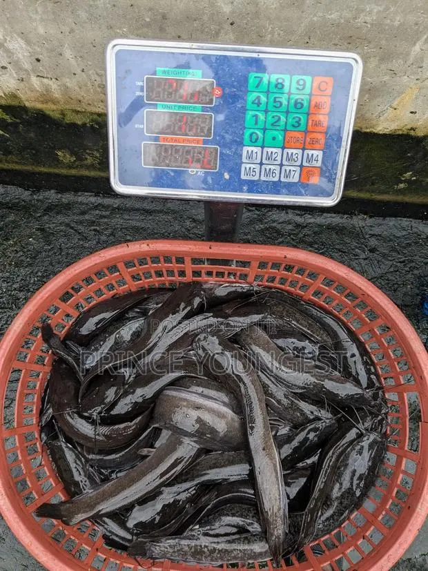 Catfish Hybrid · Photo 1