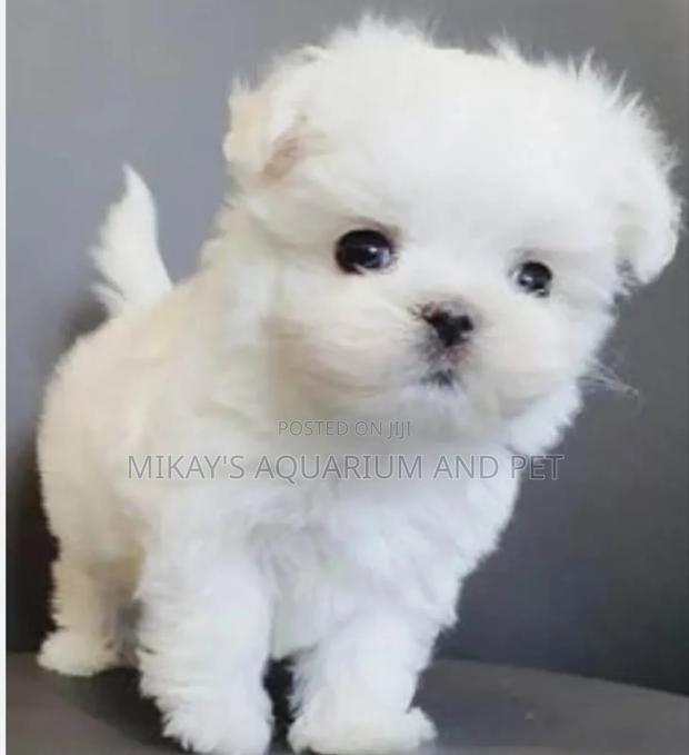 1-3 months Female Purebred Maltese · Photo 2
