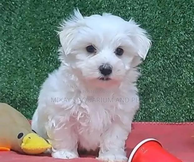 1-3 months Female Purebred Maltese · Photo 3