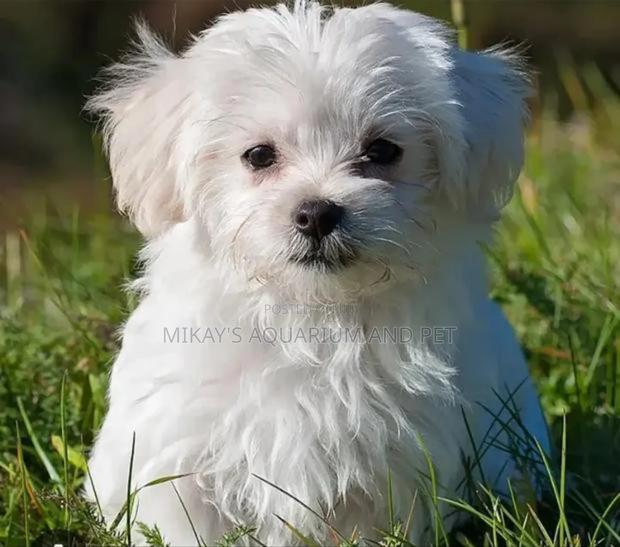 1-3 months Female Purebred Maltese · Photo 1