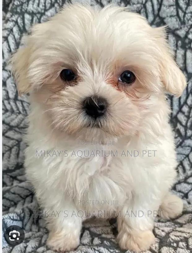 1-3 months Female Purebred Maltese · Photo 4