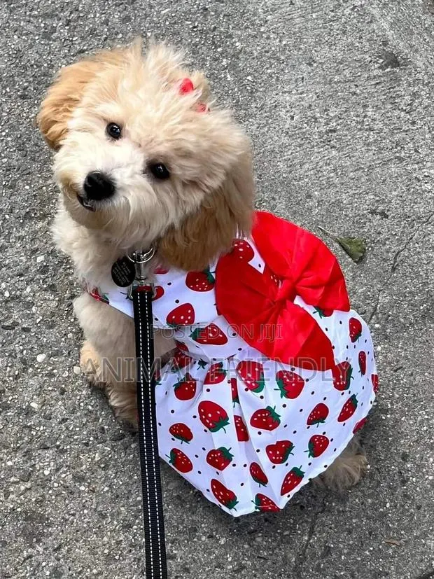 1-3 months Male Purebred Poodle · Photo 1