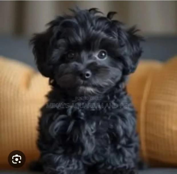 1-3 months Female Purebred Maltese · Photo 3