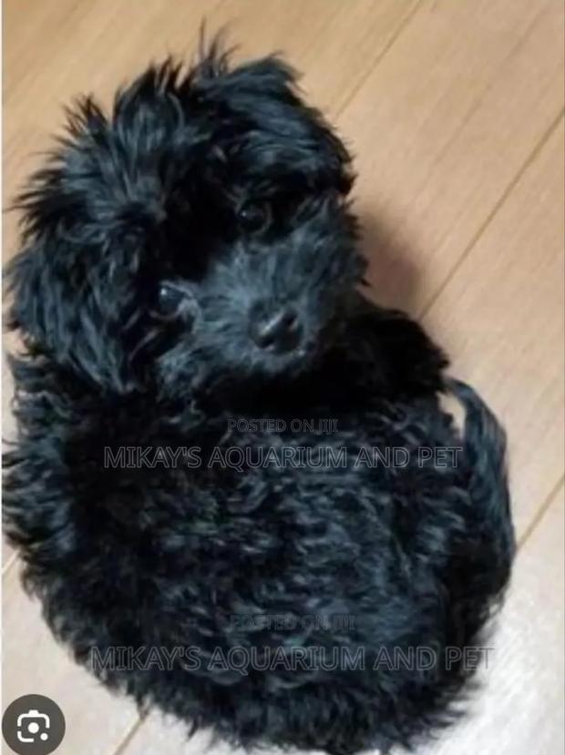 1-3 months Female Purebred Maltese · Photo 2