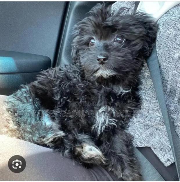 1-3 months Female Purebred Maltese · Photo 1