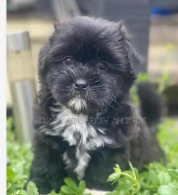 1-3 months Female Purebred Maltese · Photo 1