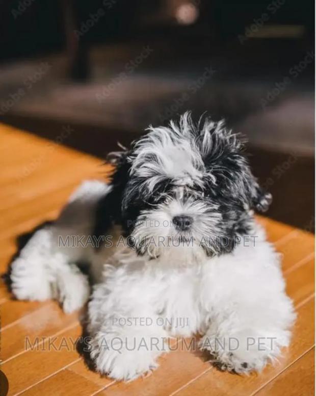 1-3 months Female Purebred Maltese · Photo 2