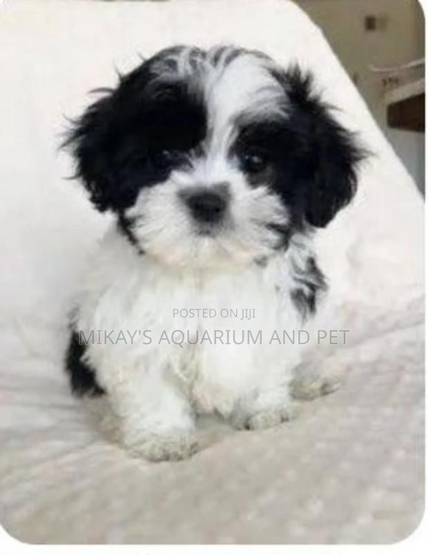 1-3 months Female Purebred Maltese · Photo 3
