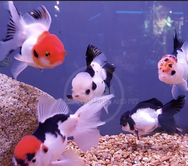 Tricolor Goldfish · Photo 1