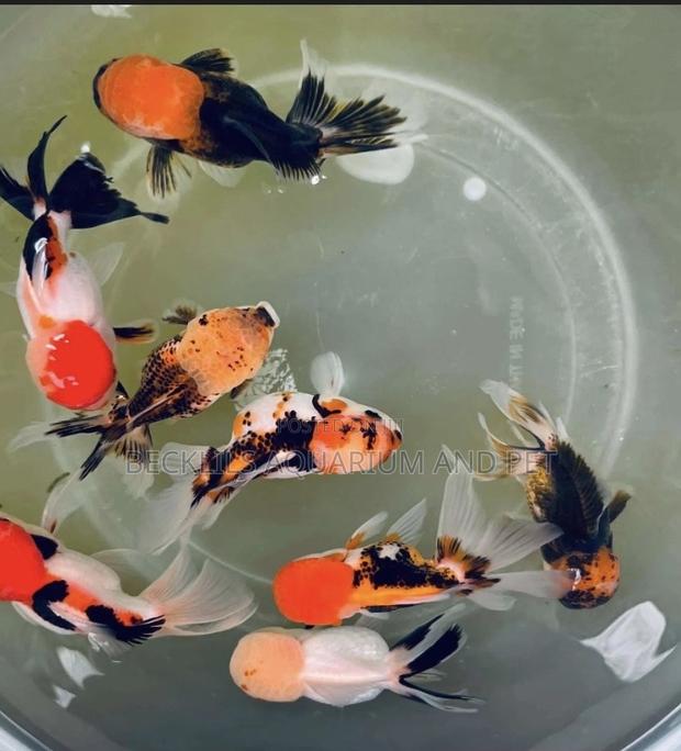 Tricolor Goldfish · Photo 2