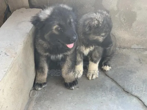 1-3 months Male Purebred Caucasian Shepherd · Photo 1