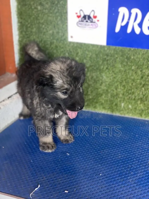 1-3 months Male Purebred Caucasian Shepherd · Photo 1