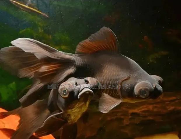 Blackmore Fishes · Photo 1